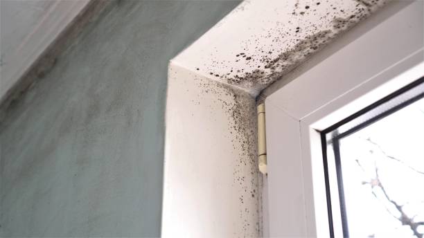 Best Toxic Mold Removal  in Sweet Home, OR