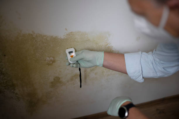Best Office Mold Removal Services  in Sweet Home, OR