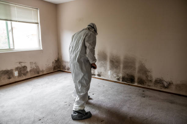 Best Attic Mold Removal  in Sweet Home, OR