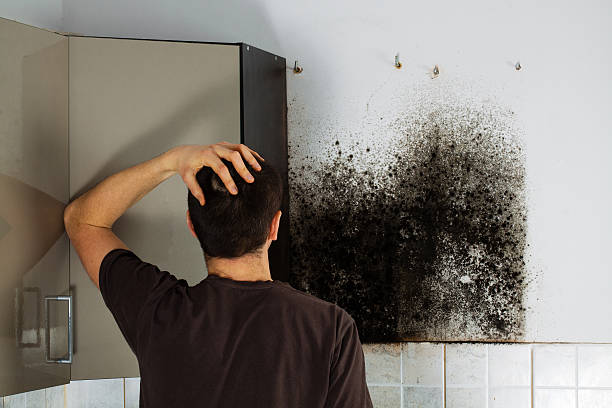 Best Emergency Mold Removal  in Sweet Home, OR