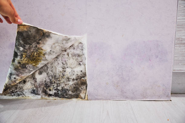 Best Black Mold Removal  in Sweet Home, OR